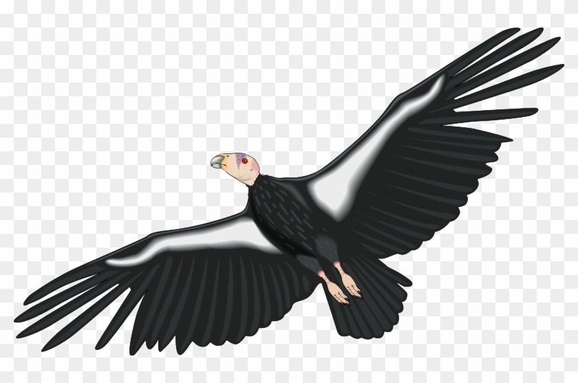 Condor Clipart Bird - Condor Clip Art #1452416