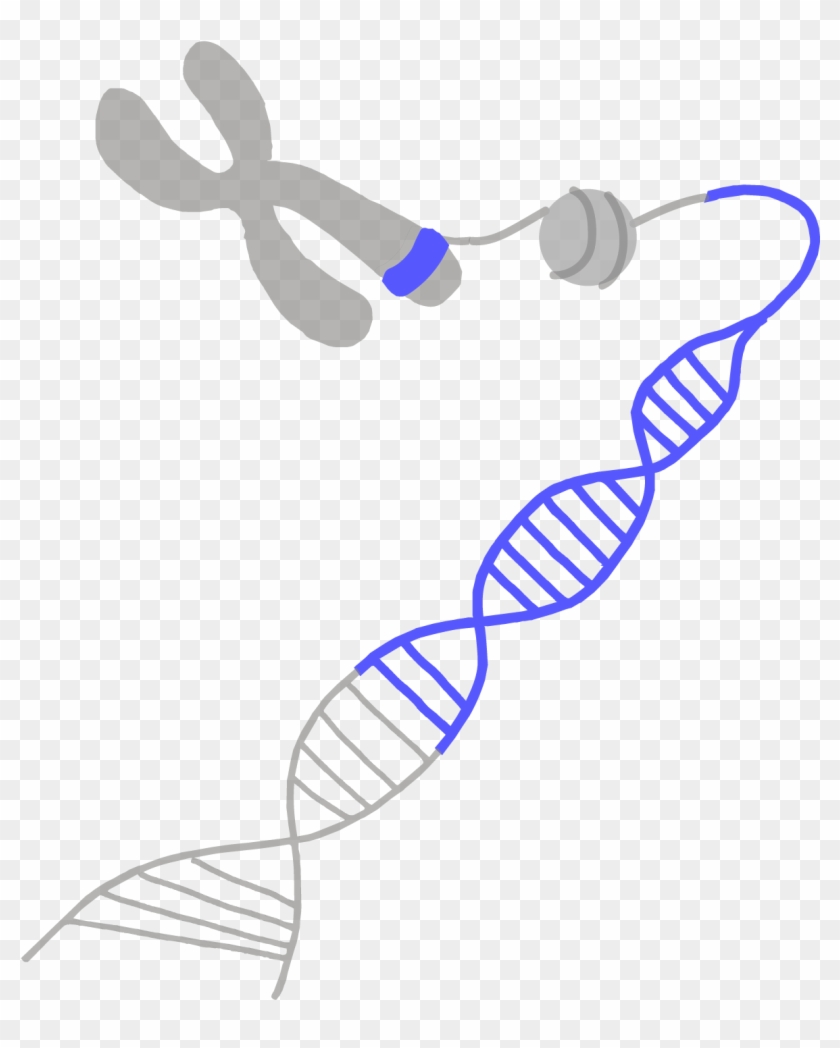 Vector Freeuse Download Glossary Innovative Genomics - Vector Freeuse Download Glossary Innovative Genomics #1452623