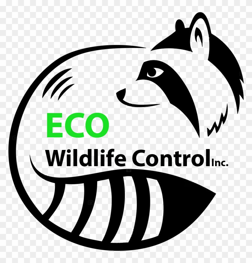 Raccoon Logo #1453061