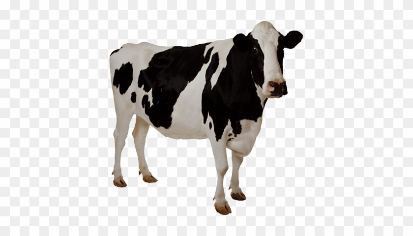 Cow Transparent Background Image ~ Free Png Images - Cow With Clear Background #1453128