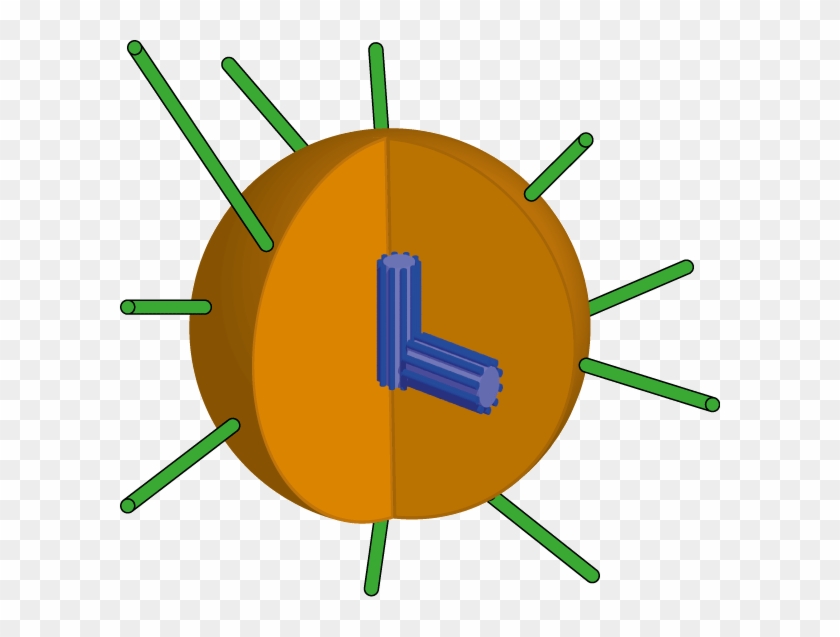 Schematic Picture Of The A Centrosome - Centrosome Model #1454217