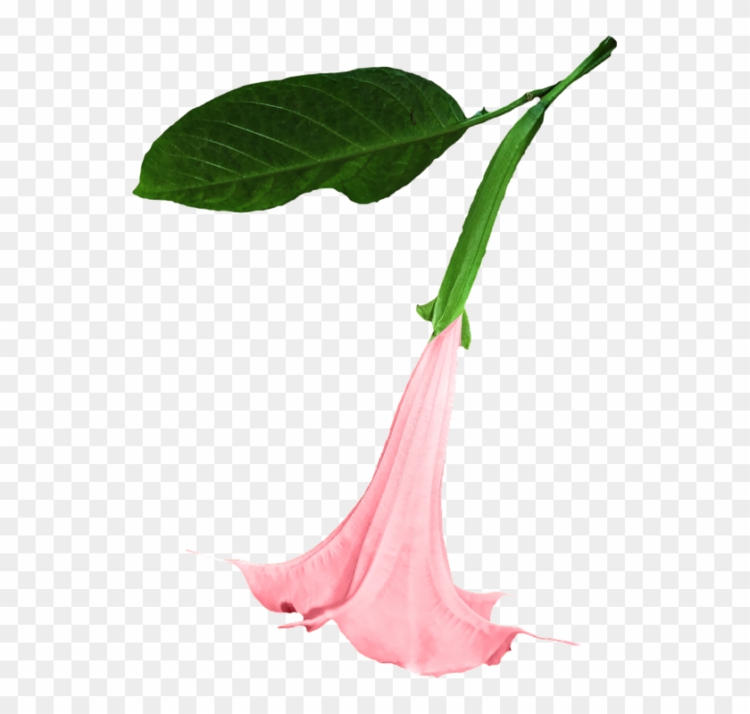 Datura, Png, Flower, Clipping, Graphics - Datura Png #226371