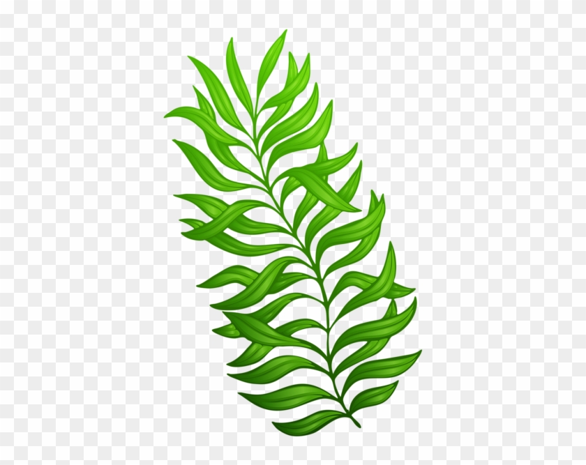 Exotic Green Plant Png Clipart Image - Plant Clip Art Png #230184