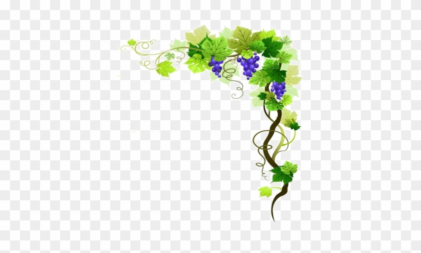 Grapevine Png Transparent Image - Grape Vine Border Png - Full Size PNG ...