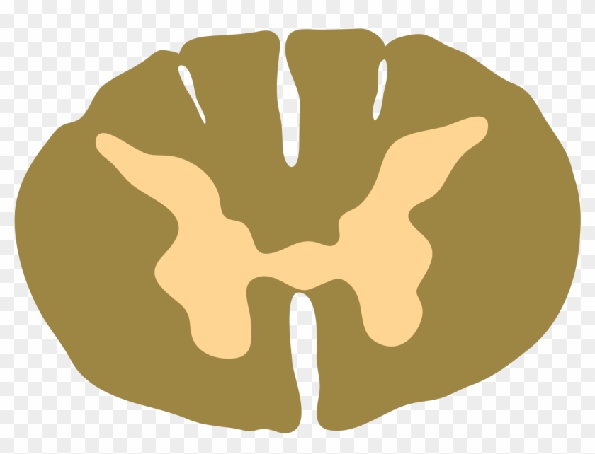 File Spinal Cord Thoracic Cross Section Wikimedia - Spinal Cord Cross Section Png #1464032