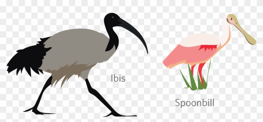 Ibises And Spoonbills - Ibis #1468923