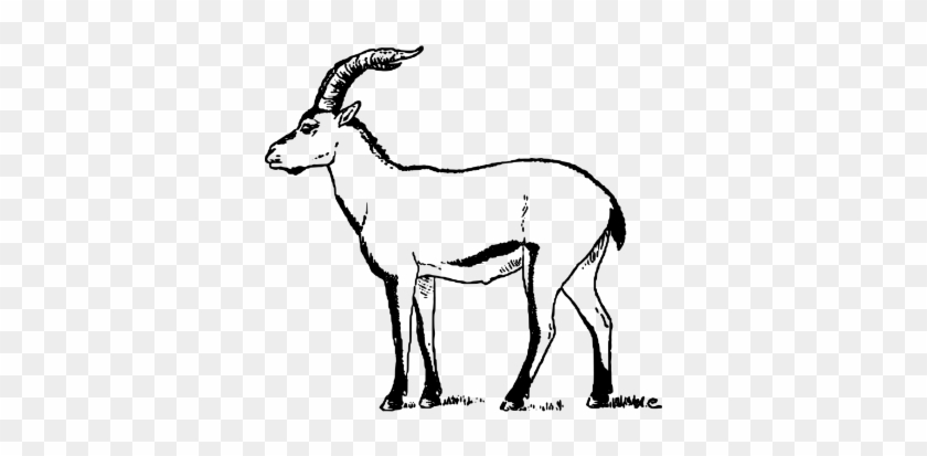 Ibex Clipart - Ibex Drawing #1470766