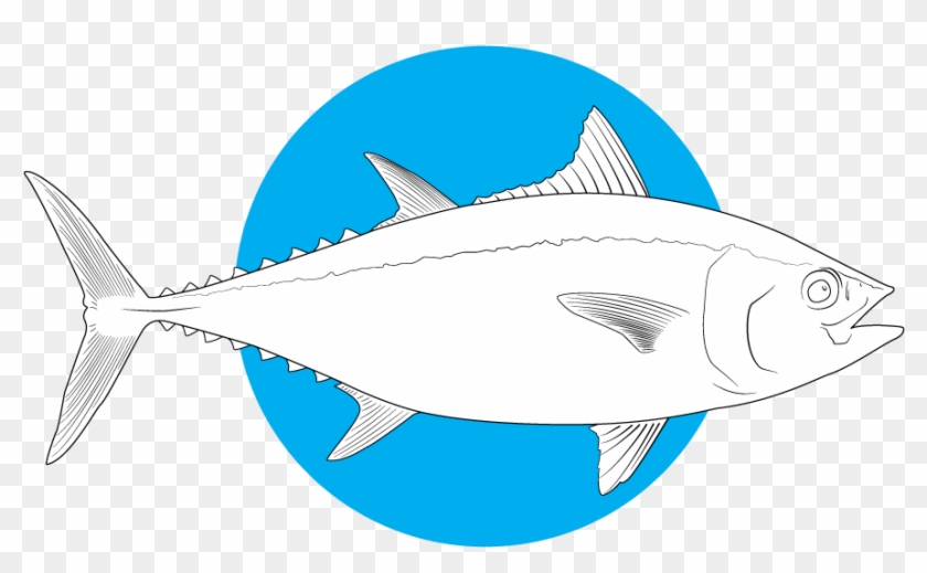 Bluefin Tuna - Ray-finned Fish #1473082