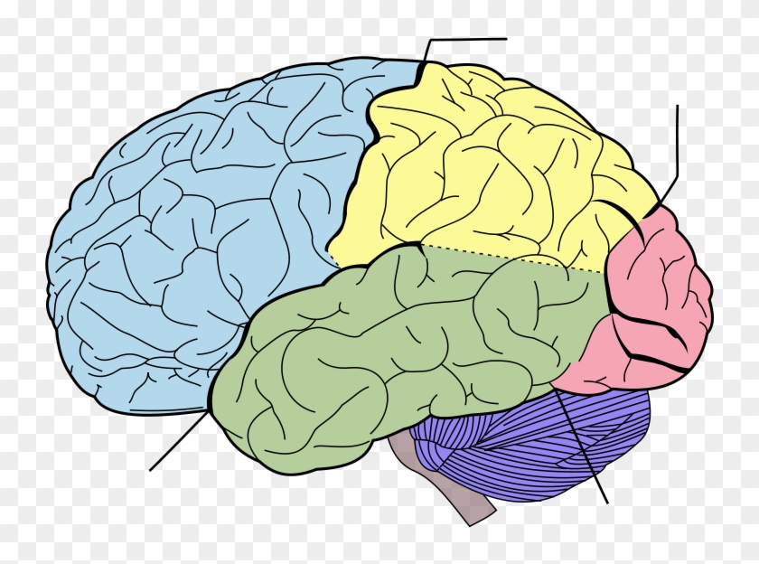 Impressive Worksheets On Lobes Of The Brain In Printable - Lobes Of The ...