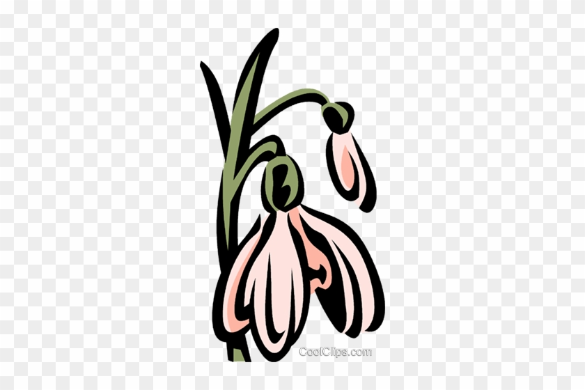 Snowdrops Royalty Free Vector Clip Art Illustration - Snowdrops Royalty Free Vector Clip Art Illustration #1488584