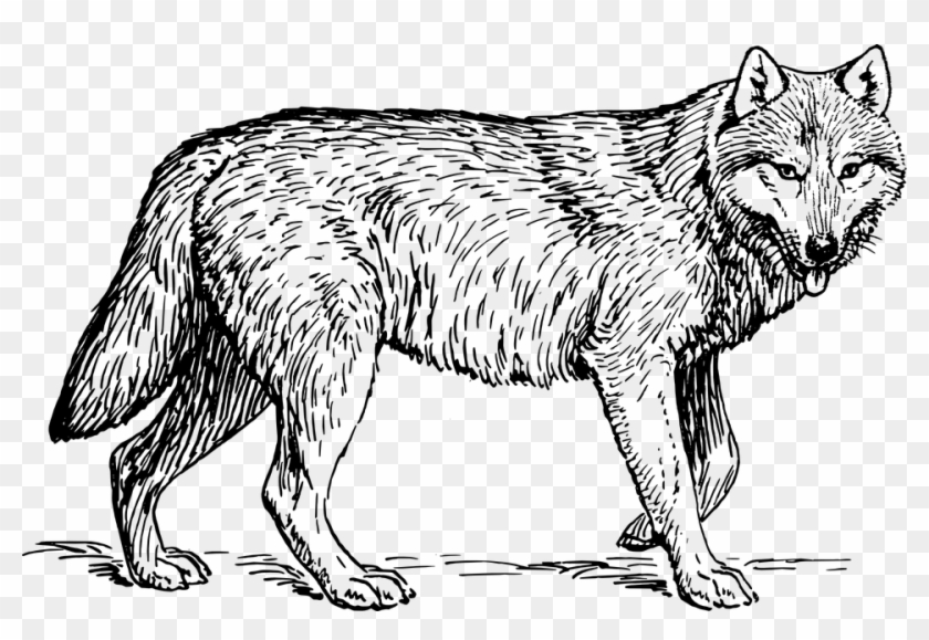 wolf clipart wolf clip art image  gray wolf coloring pages