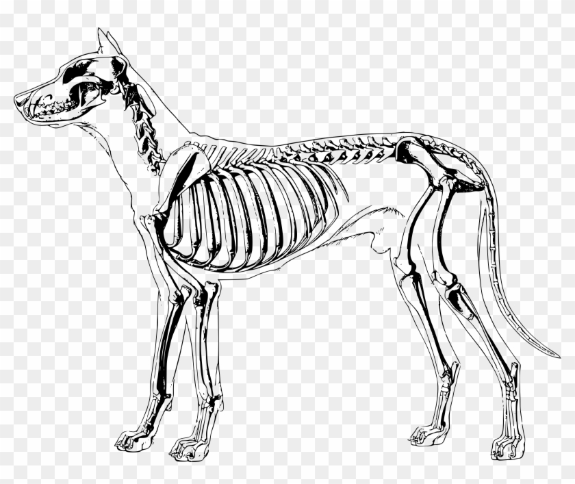 Dog Skeleton Clipart Images - Dog Skeleton #236723