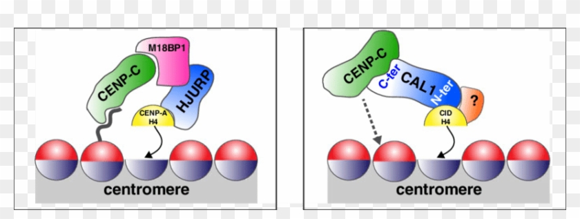 Models For Centromere Assembly In Vertebrates And Drosophila - Models For Centromere Assembly In Vertebrates And Drosophila #1513421