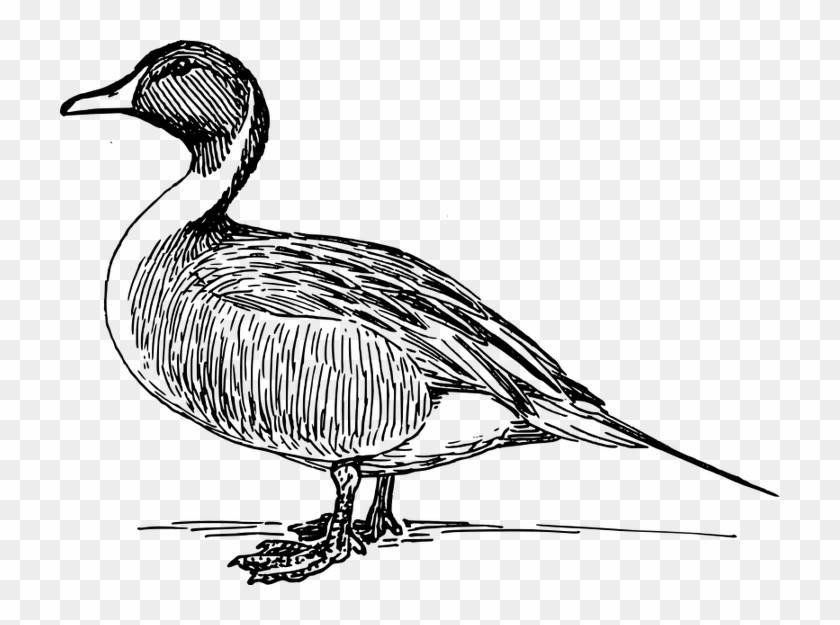 Realistic Clipart Duck - Realistic Clipart Duck #1530372