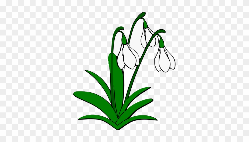 Getekende - Snowdrops Clipart #237593