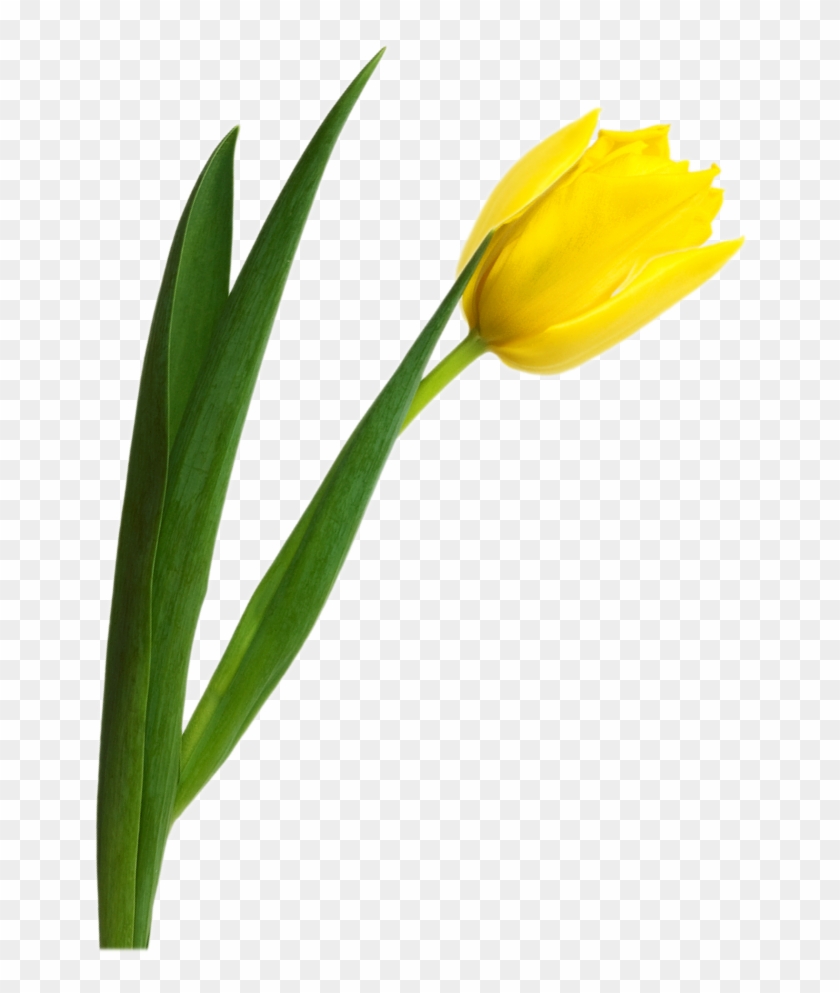 Yellow Tulip Png Image - Yellow Tulip Flower Png #237887