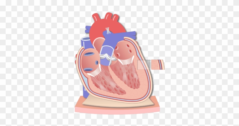 Coronal Section Of The Pericardium Animation Slide - Coronal Section Of The Pericardium Animation Slide #1534876