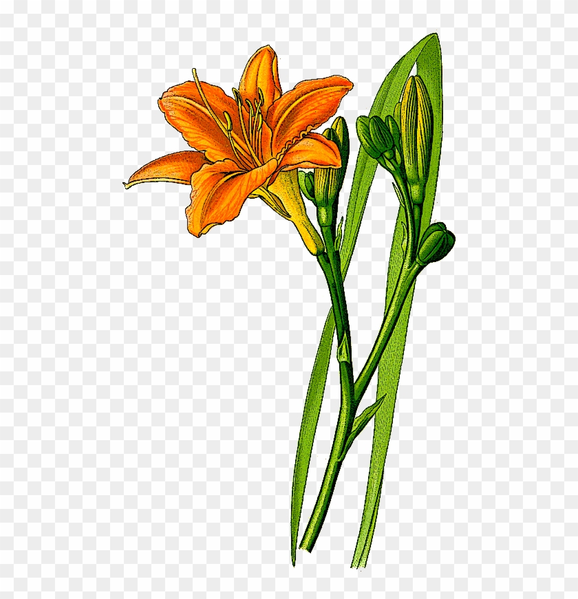 Lily Clipart Orange Lily - Lily Clipart Orange Lily #1542859