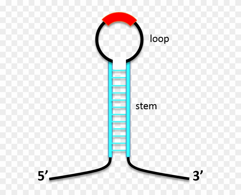 2 Stem Structure Stabilizes Asrna - 2 Stem Structure Stabilizes Asrna #1548604