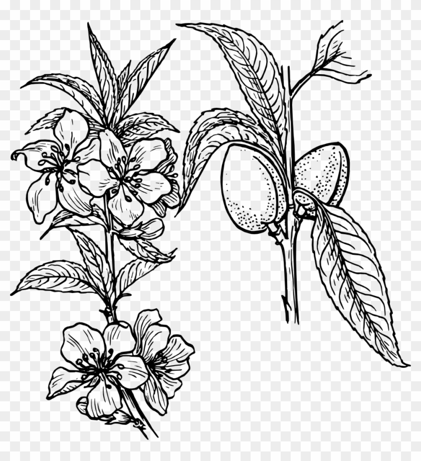 Almond Plant Clipart, Vector Clip Art Online, Royalty - Plants And Flowers Drawing #36158