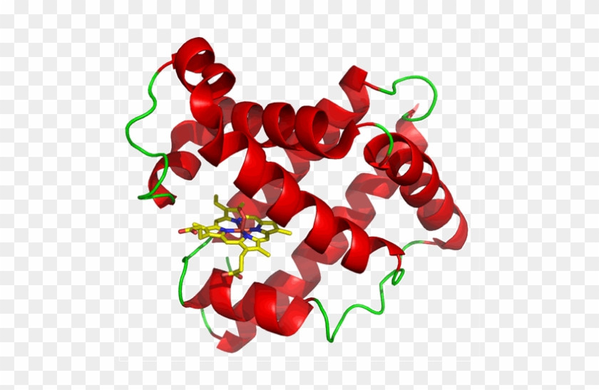 Tertiary Structure Of Myoglobin, Generated From Pdb - Tertiary Structure Of Myoglobin, Generated From Pdb #1558570