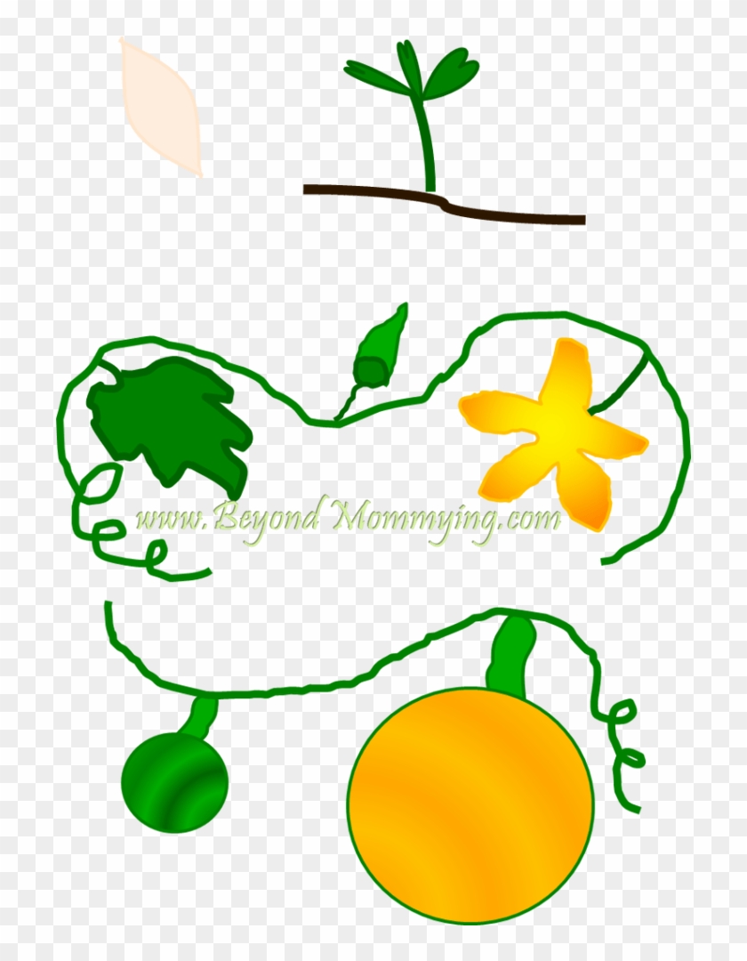 Flower Life Cycle Clipart - Flower Life Cycle Clipart #1565224