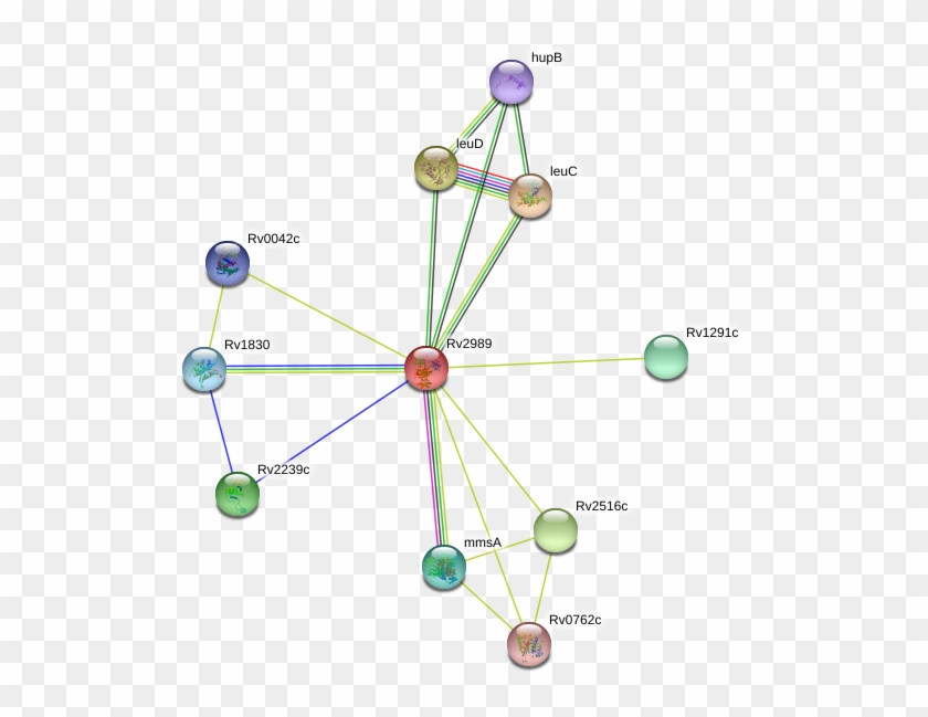 Rv2989 Protein - Rv2989 Protein #1565659