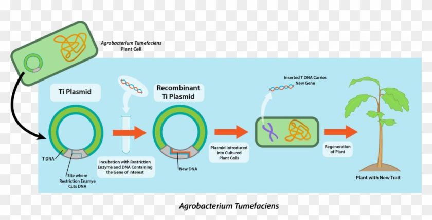 Microbiology Agrobacterium Tumefaciens And - Microbiology Agrobacterium Tumefaciens And #1566213