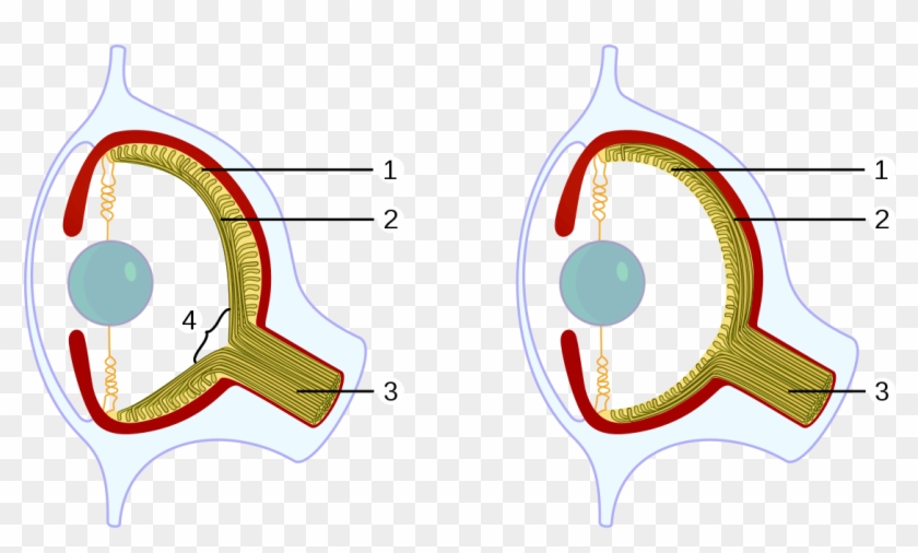 Vertebrates And Octopuses Developed The Camera Eye - Vertebrates And Octopuses Developed The Camera Eye #1568393