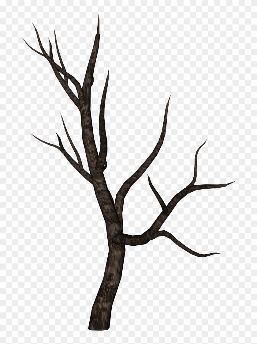 Tree Branches Png - Tree Branches Png #1569021