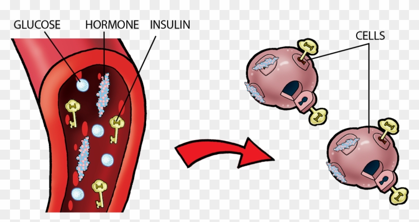 This Means You Need To Make More Insulin When You Are - This Means You Need To Make More Insulin When You Are #1572357