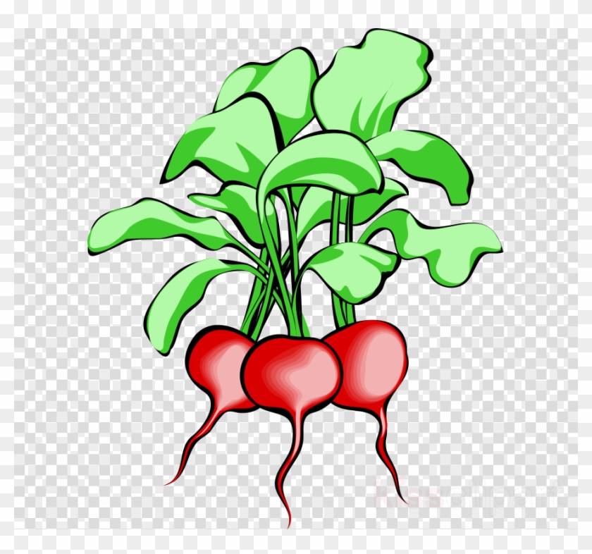 Beets Clipart Beetroot Sugar Beet Clip Art - Beets Clipart Beetroot Sugar Beet Clip Art #1583212