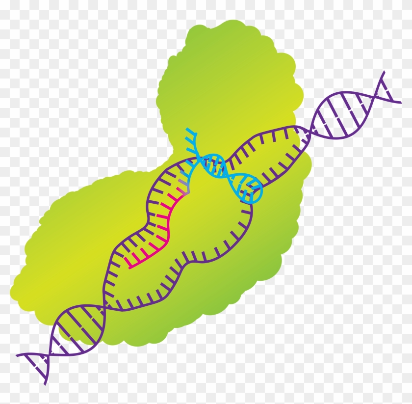 Crispr/cas9 Illustration - Crispr/cas9 Illustration #1585377