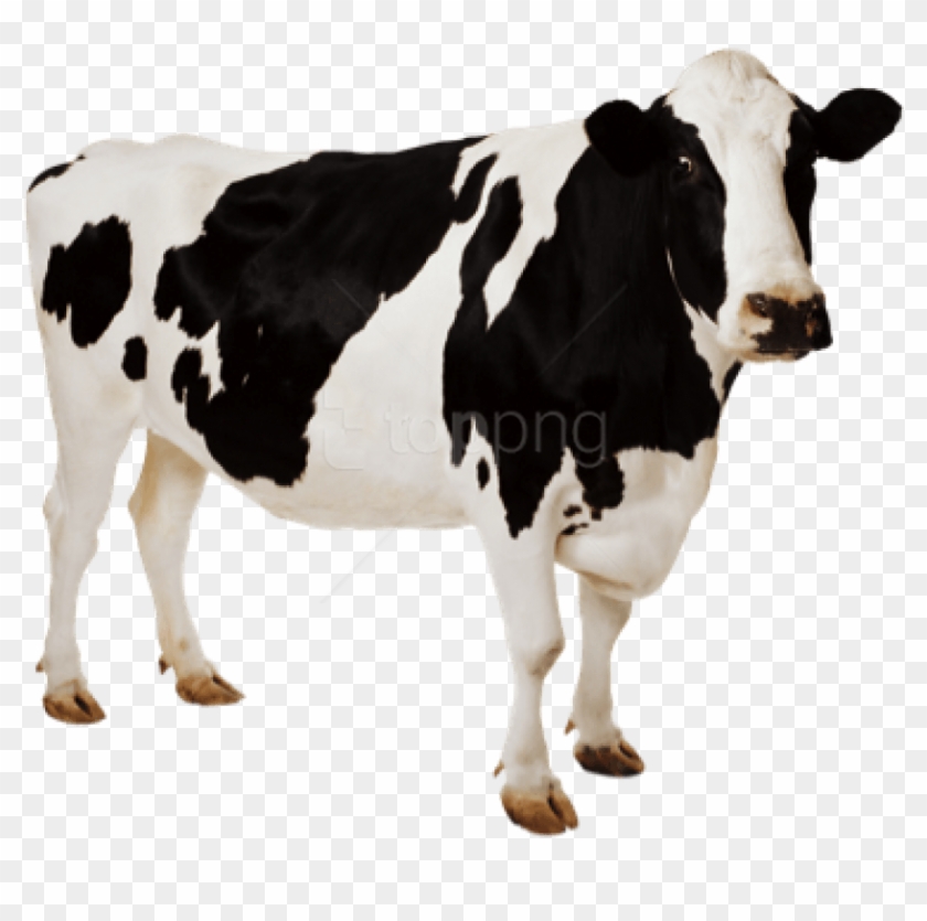 Cow Hd Png - Cow Hd Png - Free Transparent PNG Clipart Images Download