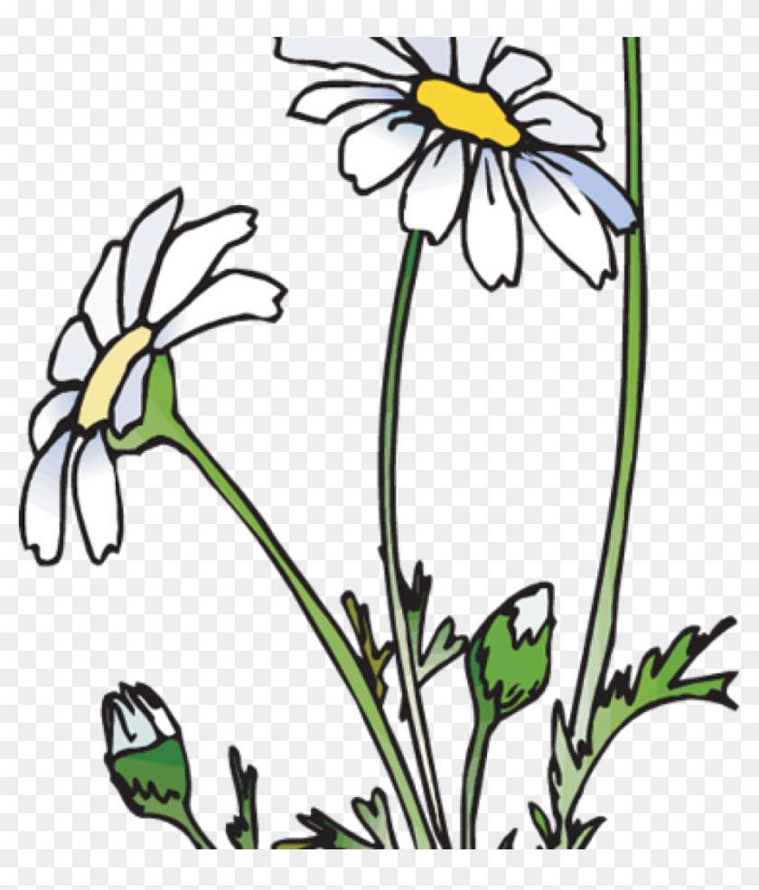 Daisies Clipart 19 Daisies Clipart Huge Freebie Download - Daisies Clipart 19 Daisies Clipart Huge Freebie Download #1587840