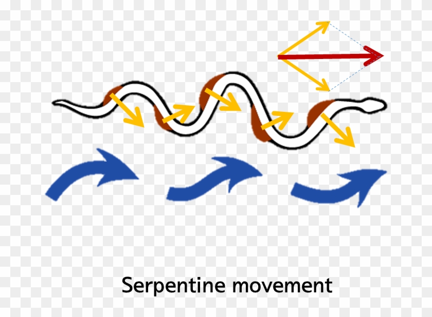 Motion Analysis Of Snake - Motion Analysis Of Snake #1590683