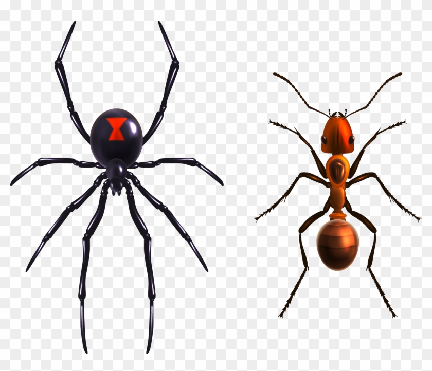 Black Widow Spider Png #1592058