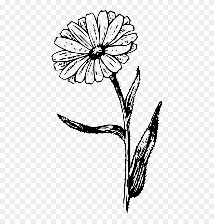 Medium Image - Clipart Marigold Black And White #1593995