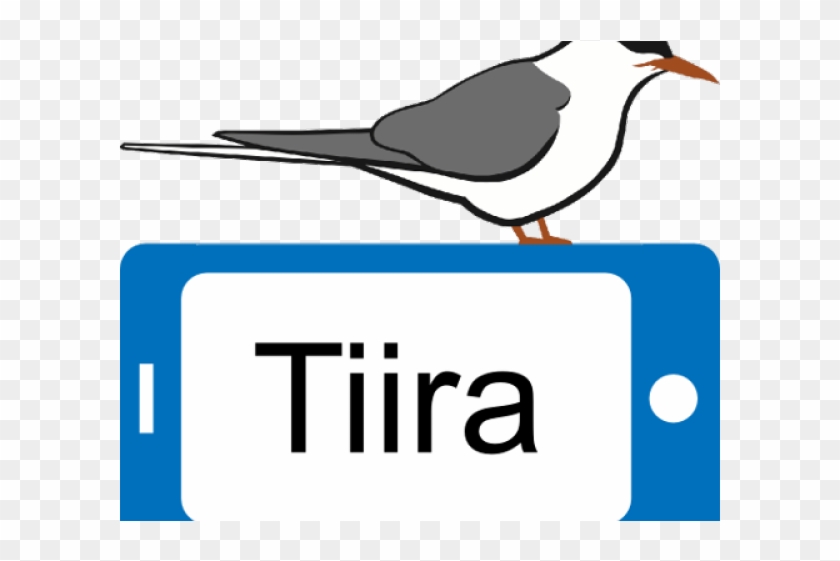 Tern Clipart Documentation - Seabird #1594635