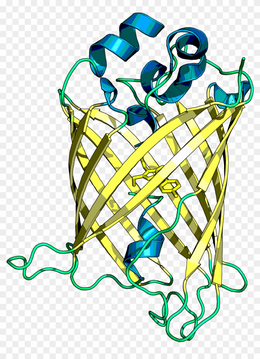 Cyrstal Structure Of The Mvenus Reporter Protein Without - Illustration #1597252