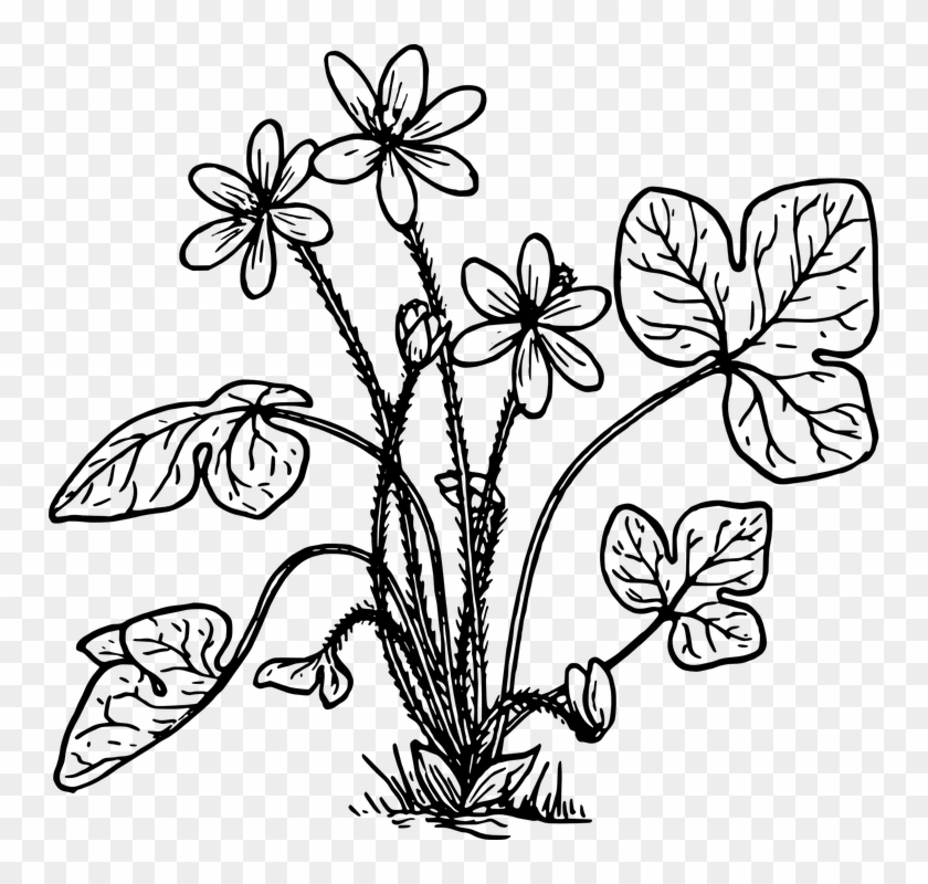 Drawn Herbs Biology Plant - Hepatica Coloring #1605720