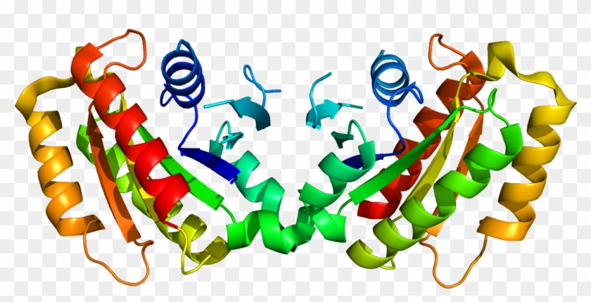 Examining The So-called Basque Mutation Of Parkinson's - Lrrk2 Protein #1610616