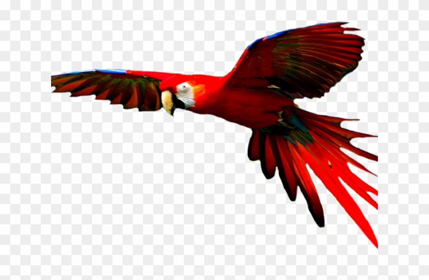 Macaw Png Transparent Images - Colorful Bird Flying Png #1621583