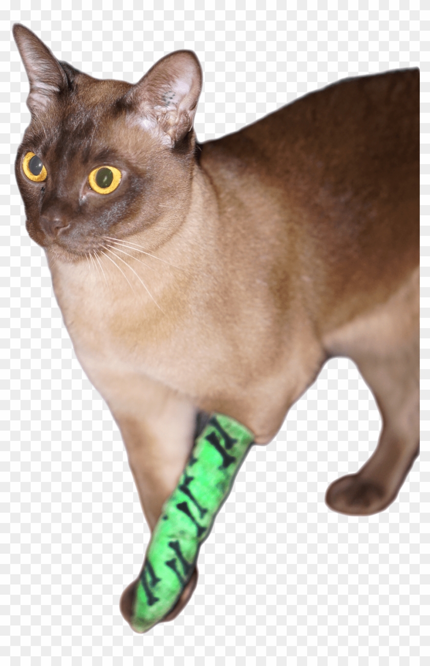 Loki Bandage 1 Web Transparent - Burmese #1621889