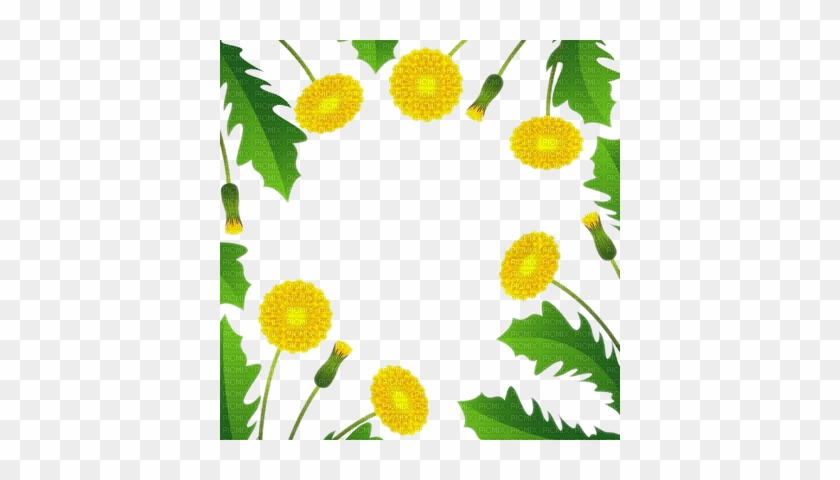 Cadre Pissenlit Dandelion Frame Leaves - Dandelion Benefits #1626383