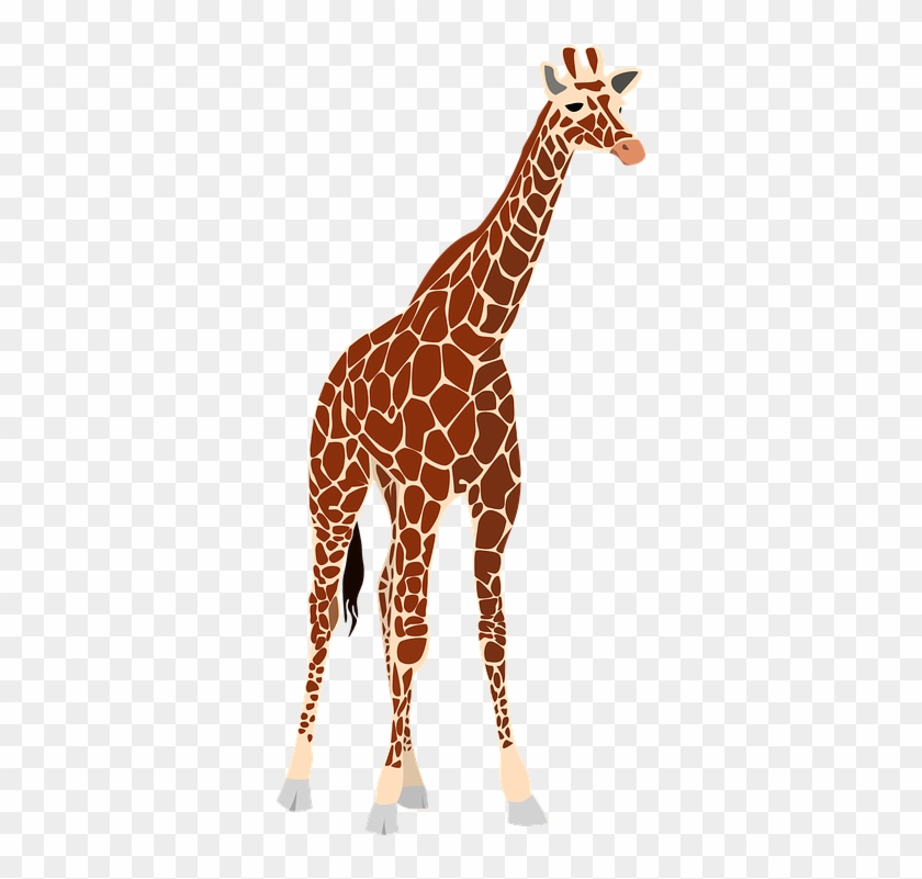 Real Giraffe Clip Art #1626727