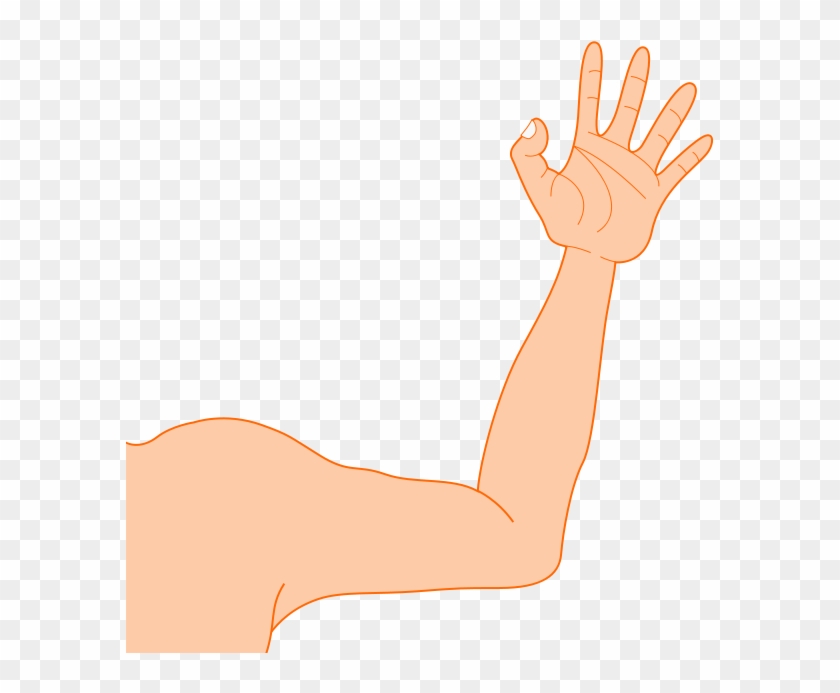 Arm - Clip Art #252614