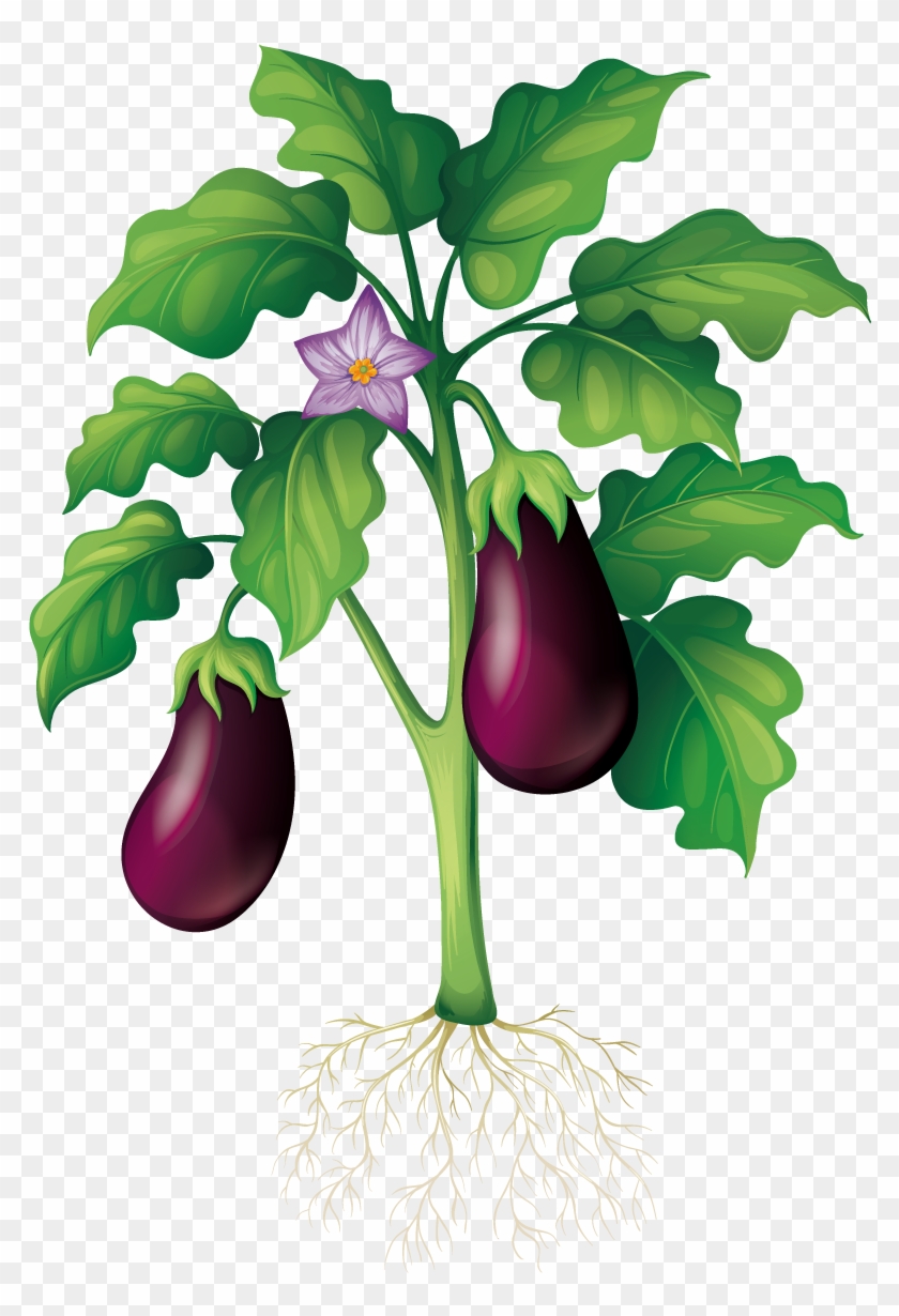 Coloring Page Eggplant Leaves Fruit Root Stock Vector (Royalty Free)  1297607656 | Shutterstock
