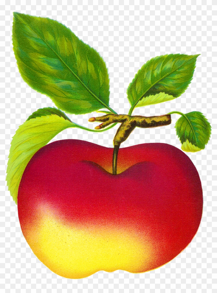 Apple Clipart Vintage - Fruit Clip Art #253541