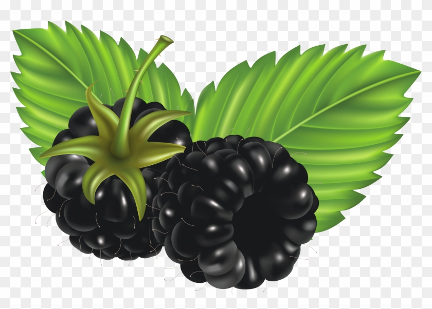 Blackberries Clipart - Clip Art Blackberries #253572